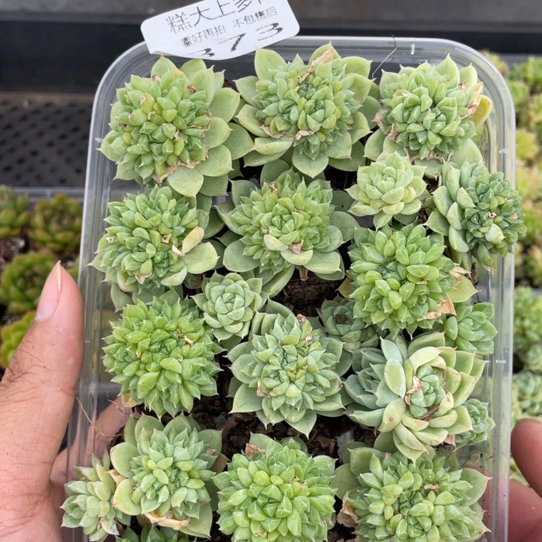 糕大上多肉植物373