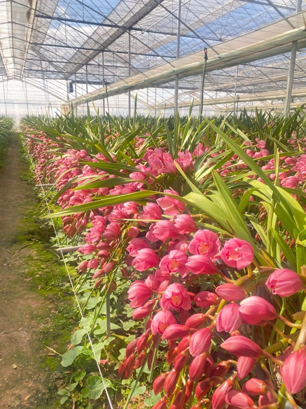 红色大花蕙兰 【光彩】 云南基地直发