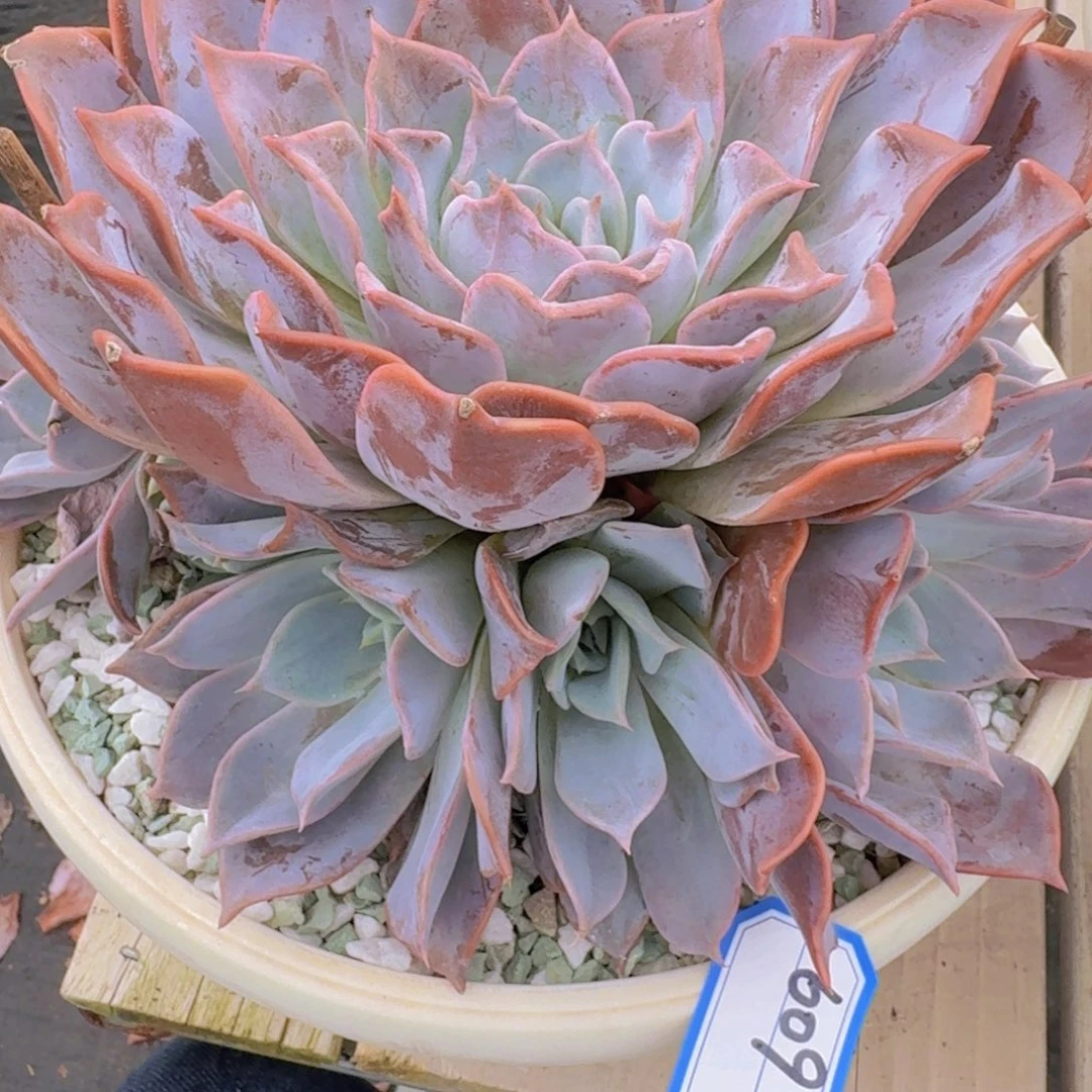 609露西娜凡艺多肉