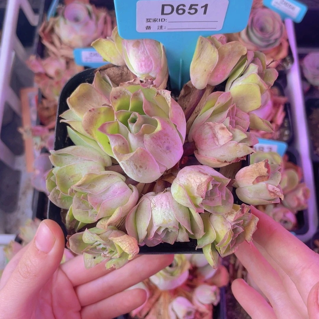 单品一物一拍651号