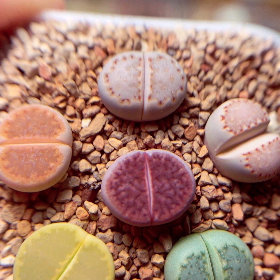 357号带盆盆包邮发货