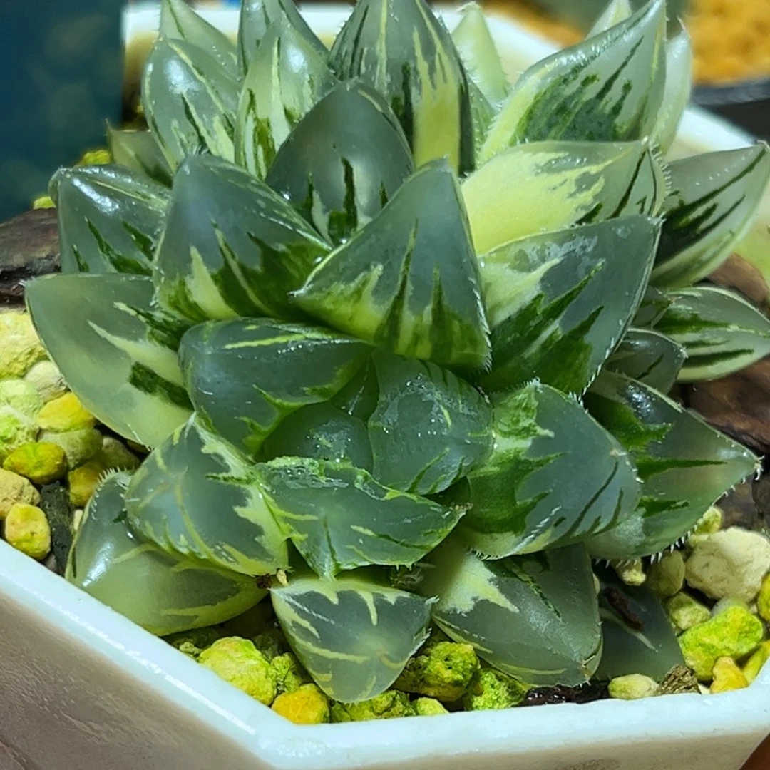 恭喜发财大吉大利0168