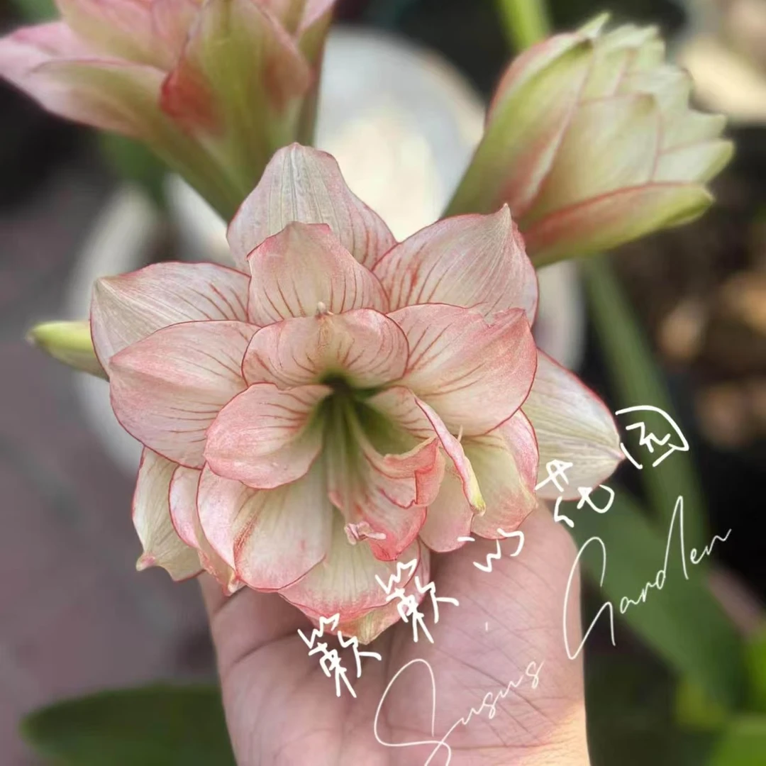 朱顶红【粉茉莉】越朱8.7cm只包对版，不包后期养护！