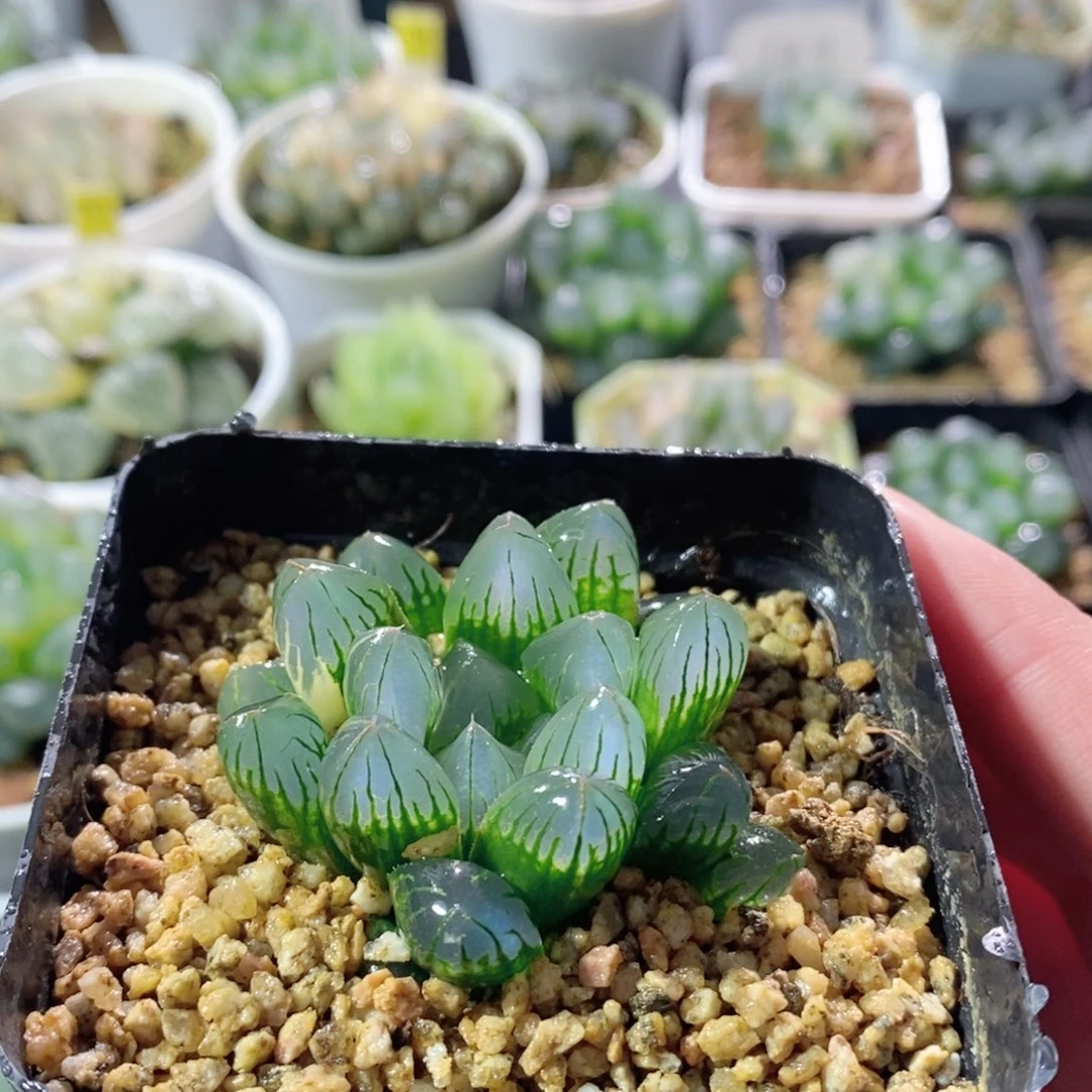 实生玉露针管透蓝实生