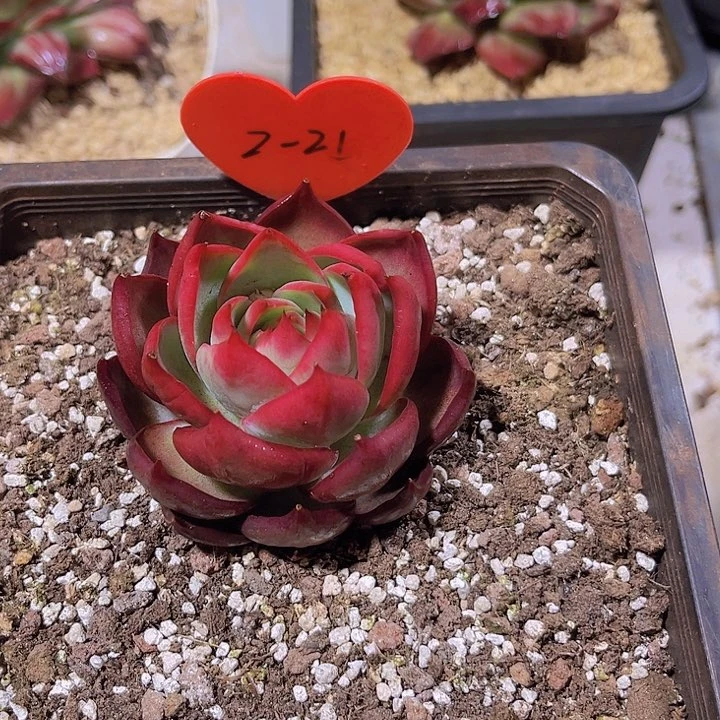 惊鸿仙子多肉植物2-21