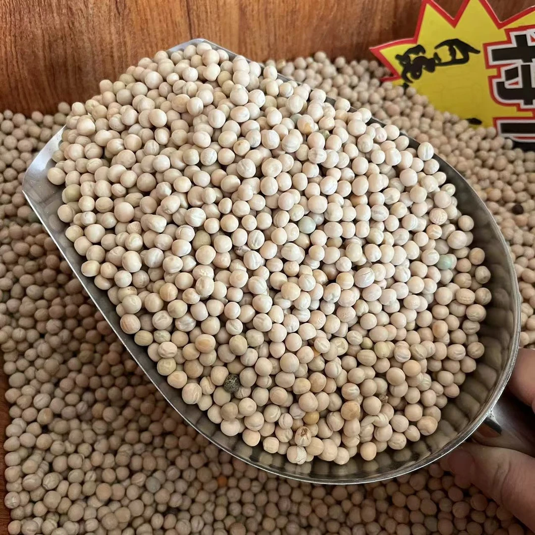 鸽子粮食白豌豆炒黄豆炒黑豆枫豆麻豌豆小灰豆鸽用小蚕豆鸽子粮食