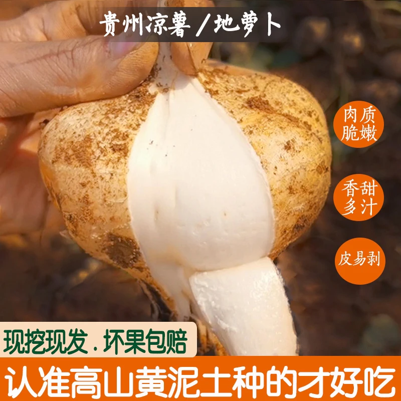 贵州新鲜自种地萝卜白地瓜凉薯3斤5斤包邮
