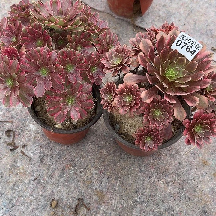 0764安娜,铜雀台多肉植物