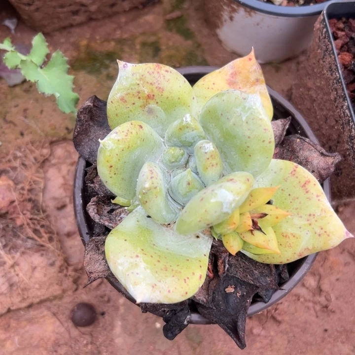 福利单头～一物一拍775