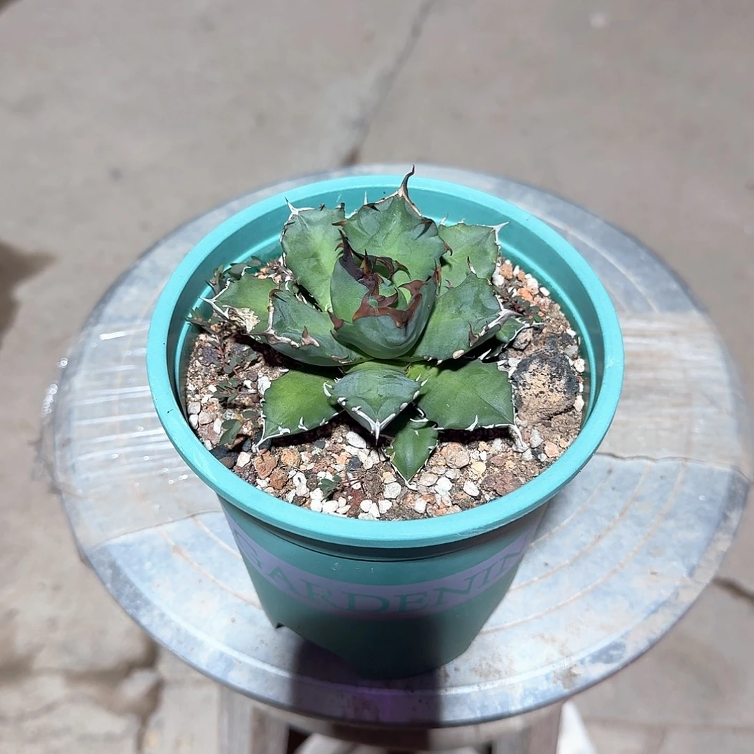 姬仁王冠龙舌兰一一一