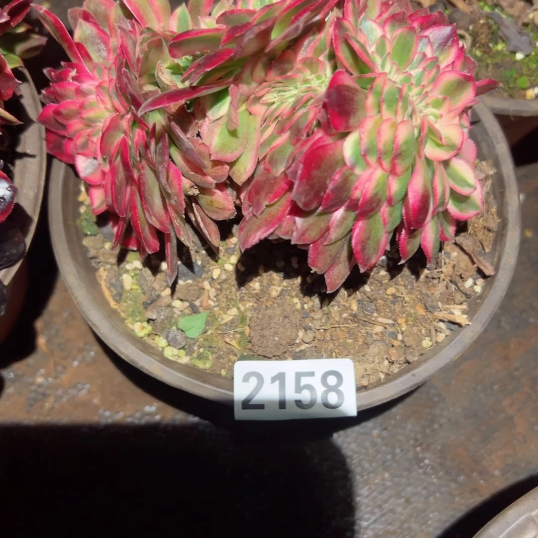 2158 号多肉植物法师新年福利