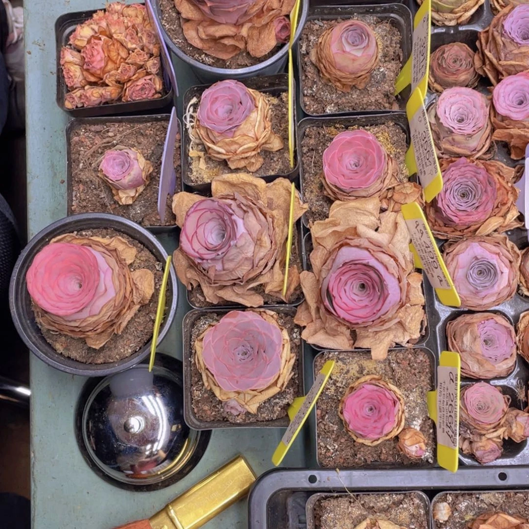 a***e爱心山地玫瑰J366会员抵扣