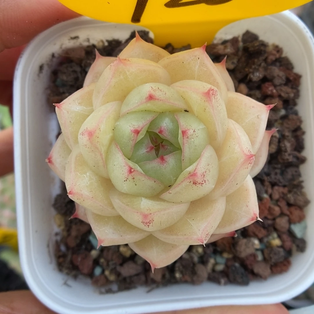 琉璃麦杆928号。