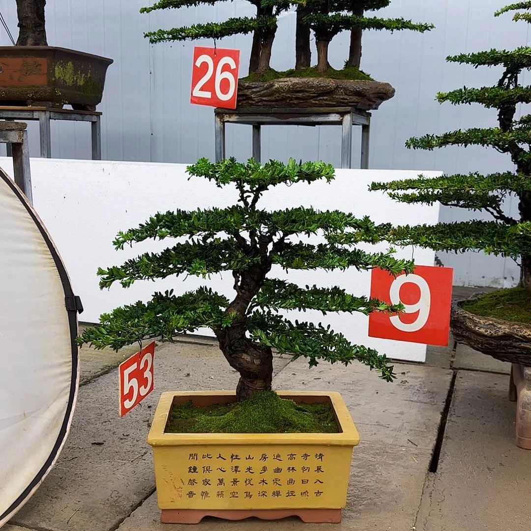 无花朵罗汉松盆景