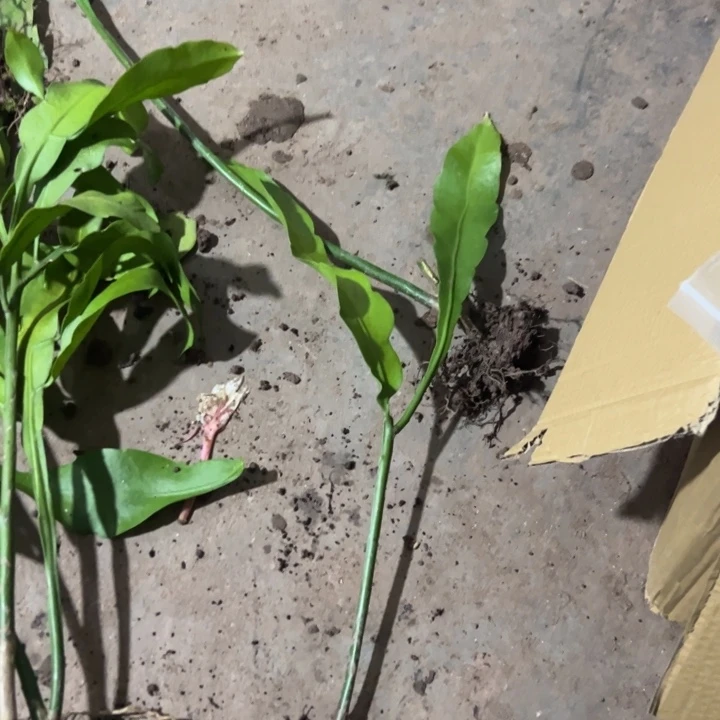 松***鹤当前无花朵，栽培后可花朵