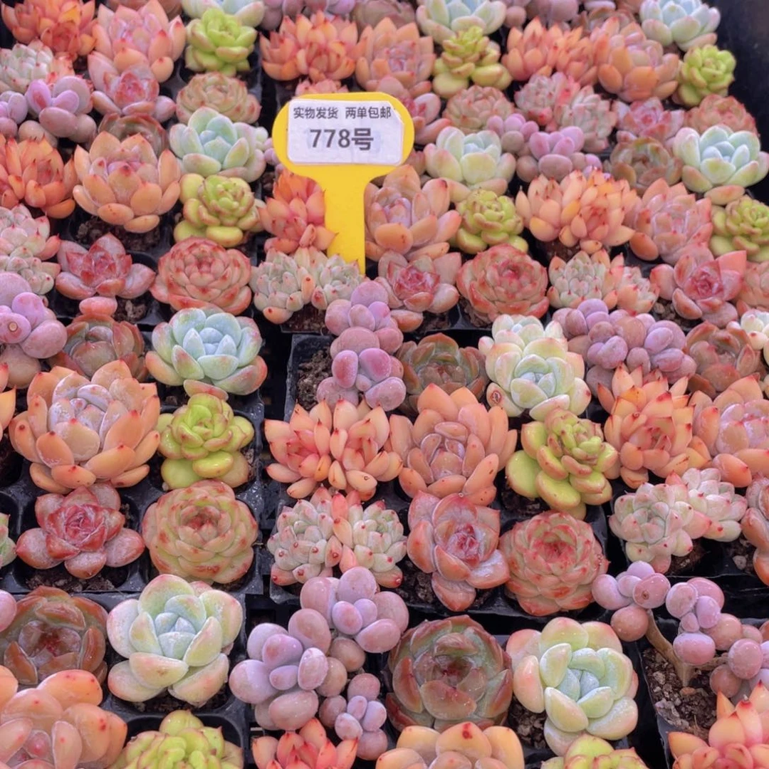 778号 精控七彩小可爱组合9个