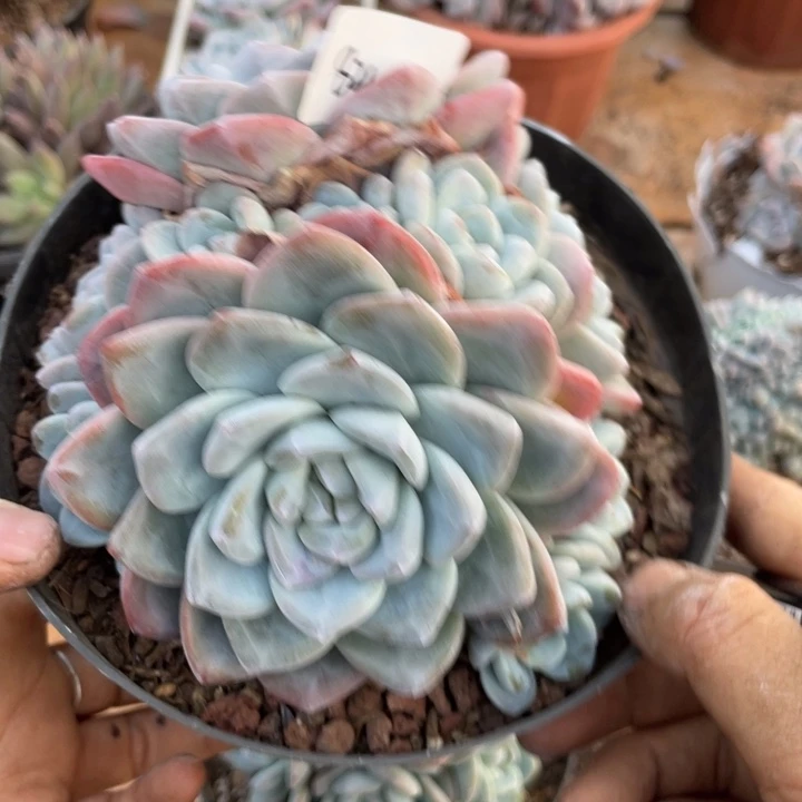 风***绿哈哈哈哈哈哈哈哈哈821