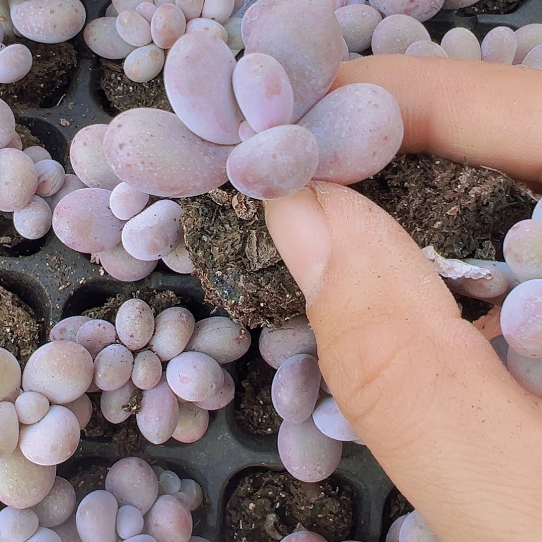 彩虹奶苗3颗多肉植物