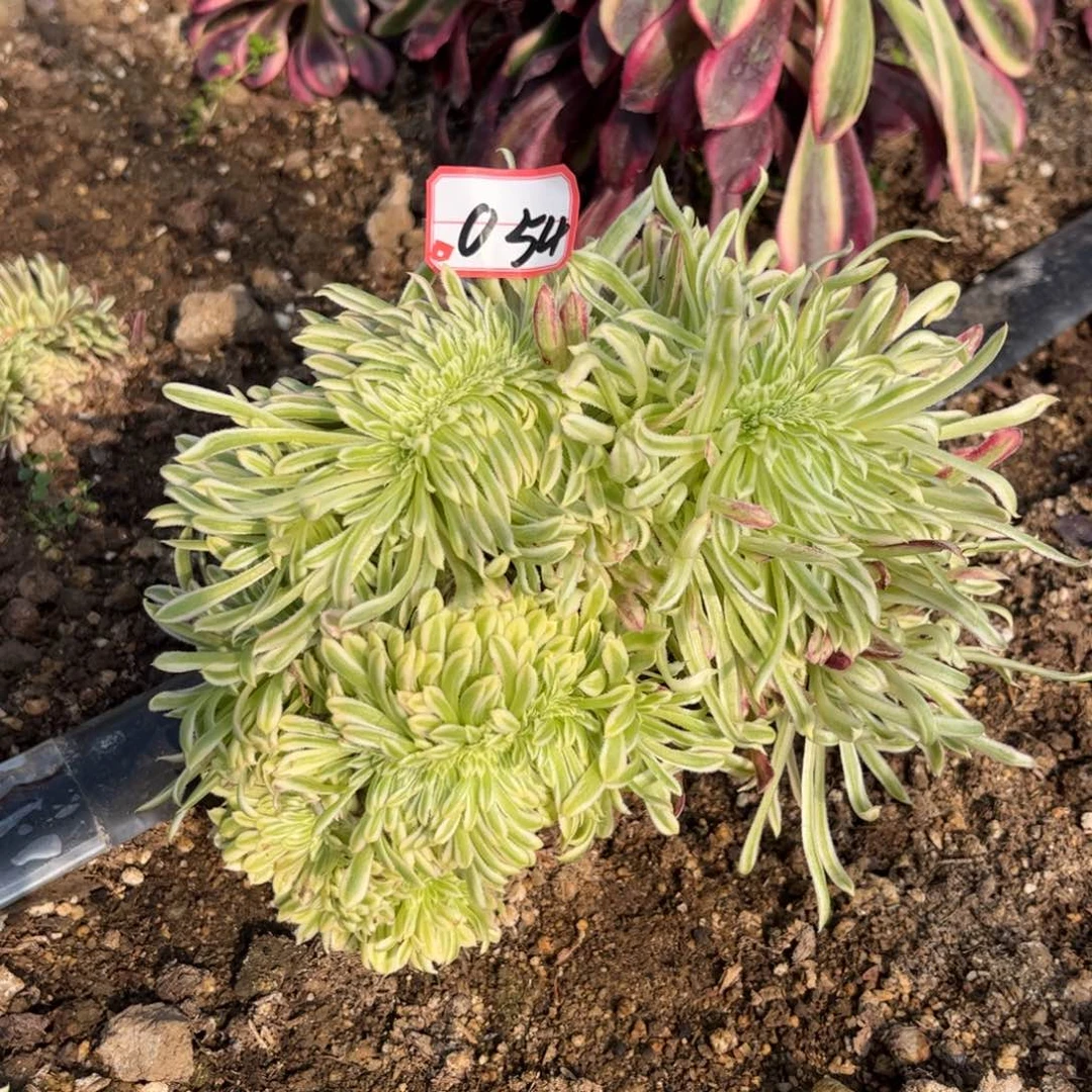 054多肉植物金丝菊缀化