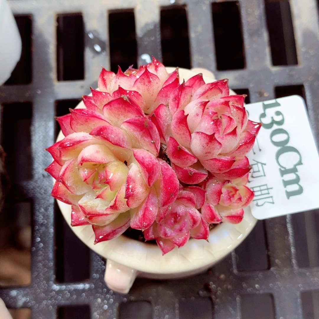 5厘米盆精控多肉130