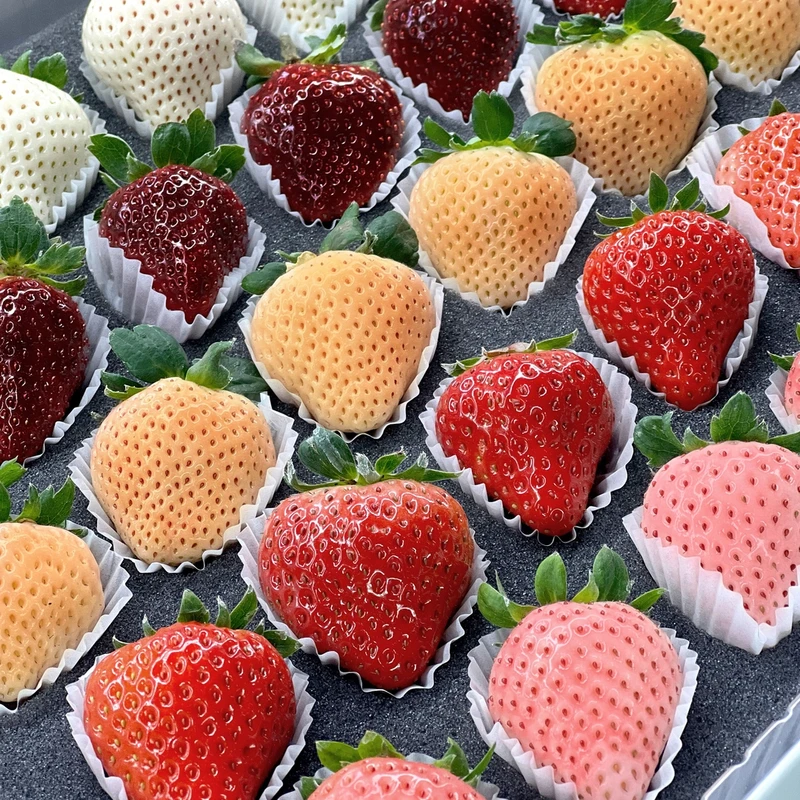 【巨无霸-5色彩莓大礼盒】正宗丹东彩莓顺丰包邮现摘现发