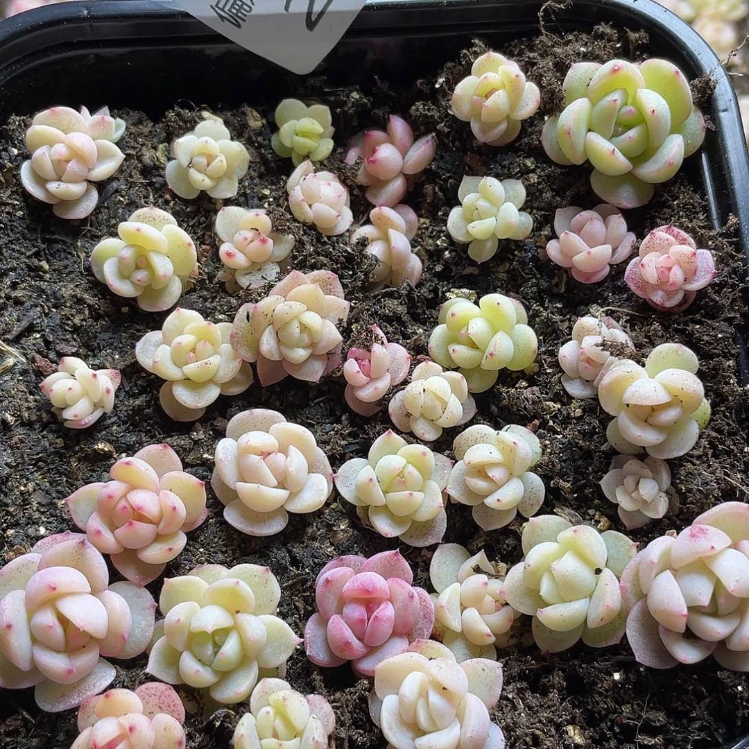 w系列珍妮混一物一拍212