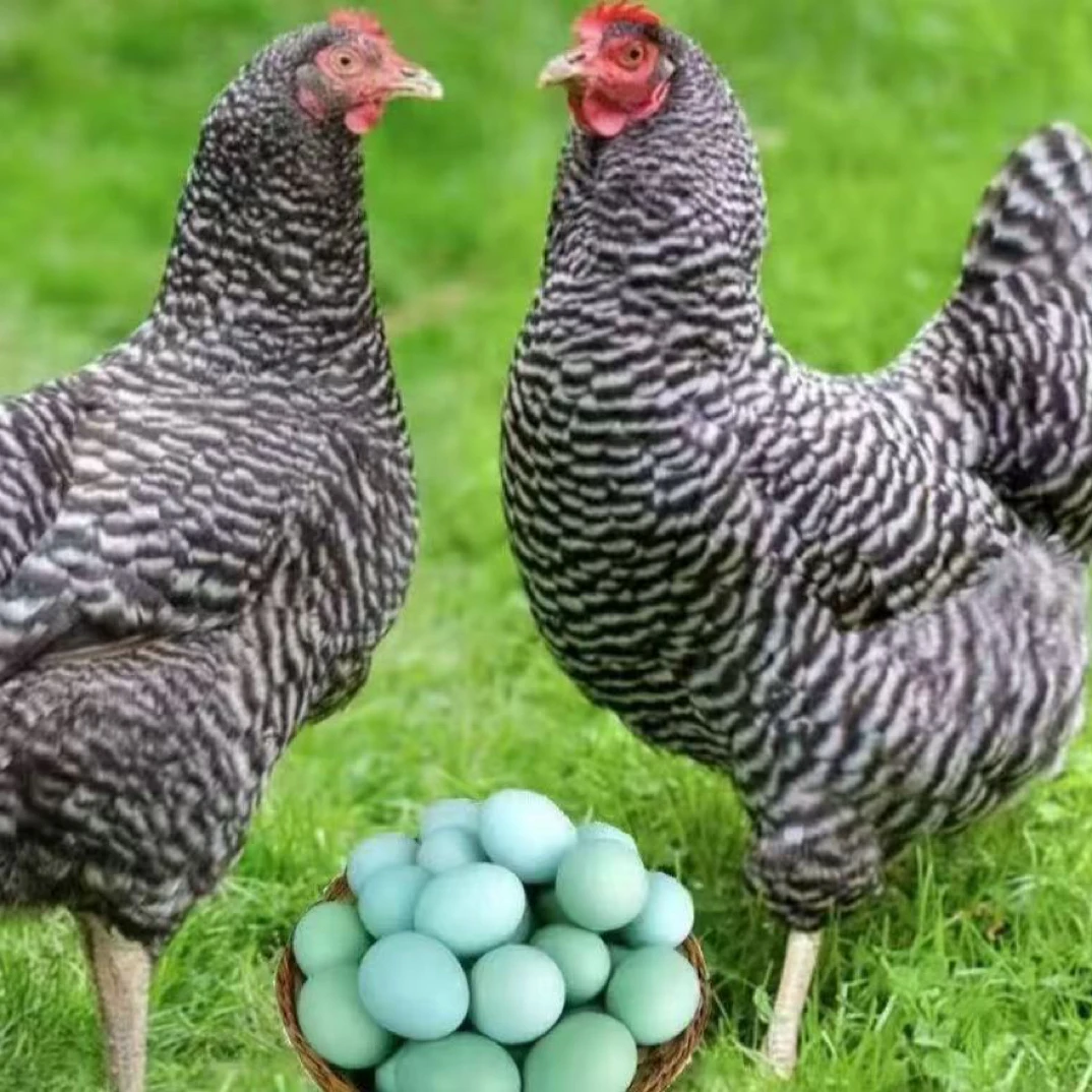 正宗黑芦花观赏产蛋鸡两只装发货7斤左右年产蛋160枚左右包邮
