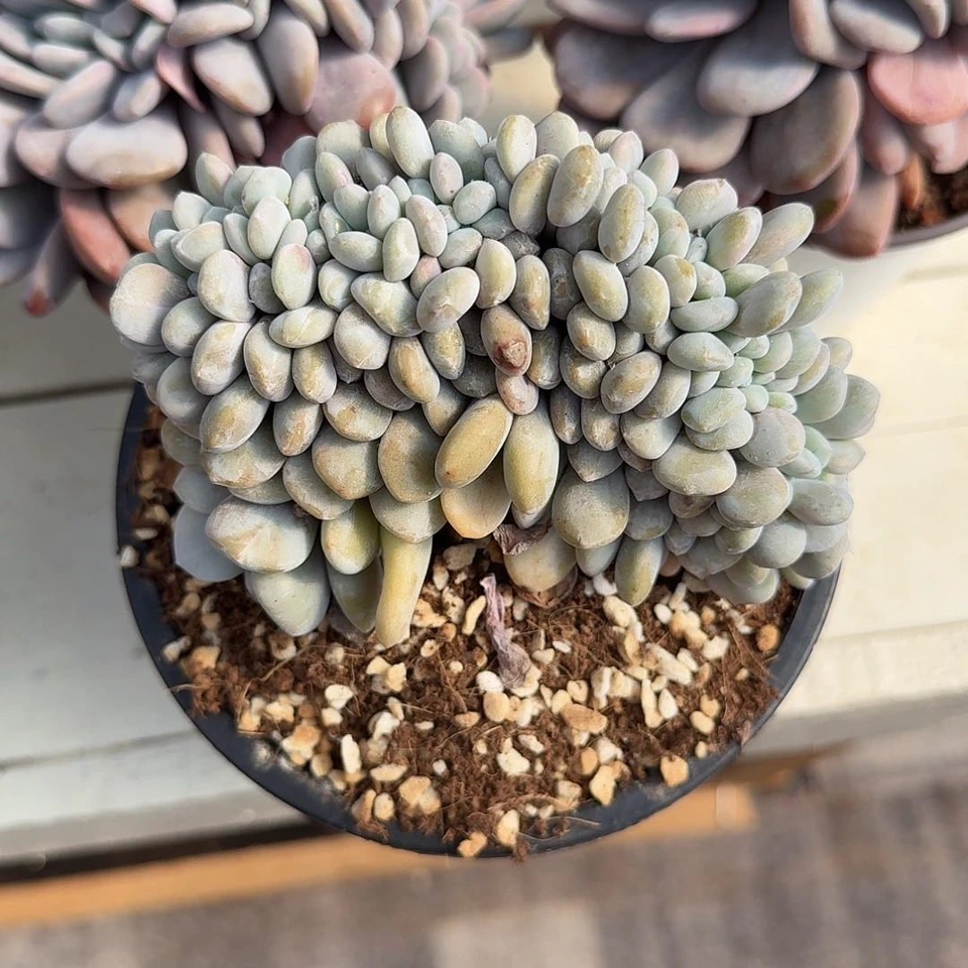 Y***n25112382粉兔缀化