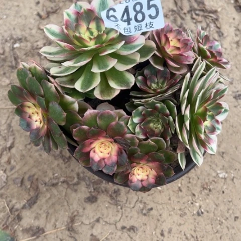 荔枝多肉植物法师6485