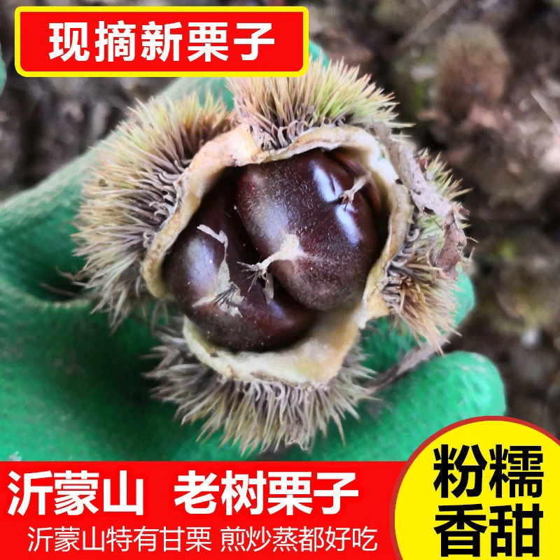 山东沂蒙山油板栗正宗油板栗沂蒙山油板栗