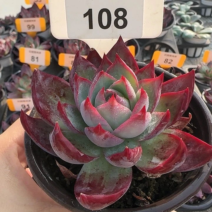 108 惊鸿仙子多肉植物6-9cm