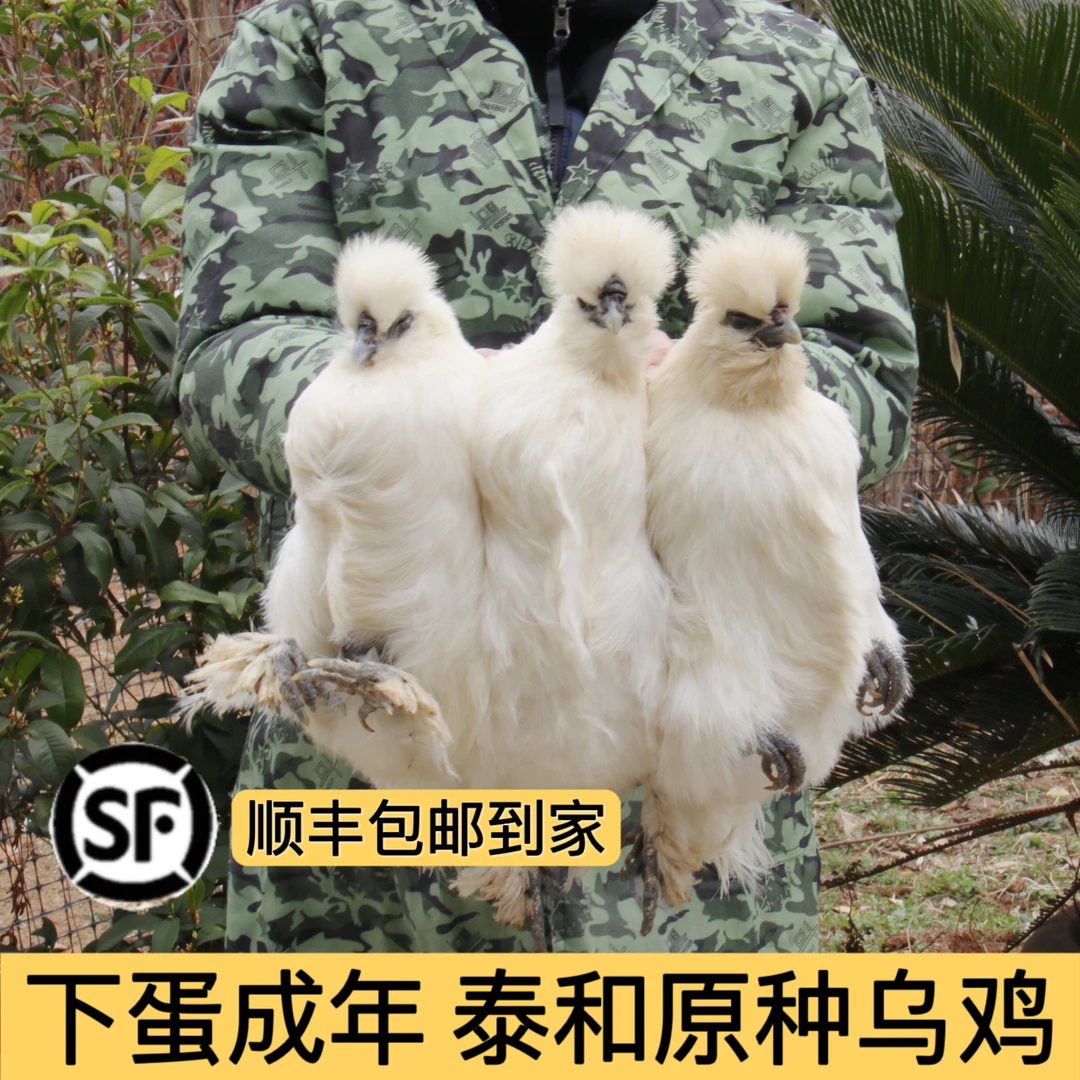 【3-4只装】产蛋泰和乌鸡原种林下散养肉质紧实乌皮乌骨乌肉顺丰
