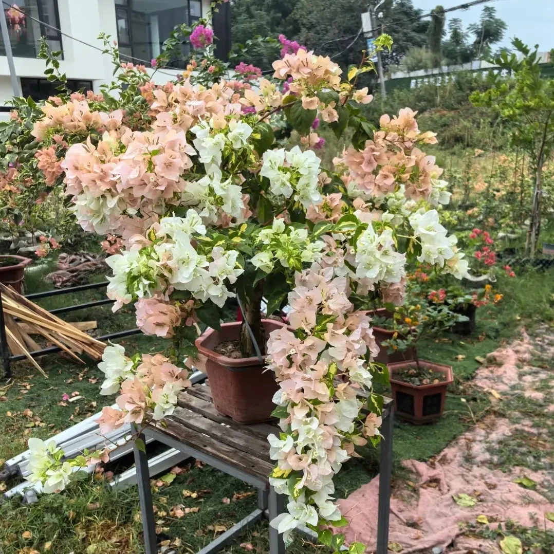 【金心黄白】原生三角梅四季开花耐热好养庭院阳台绿植花原盆土根