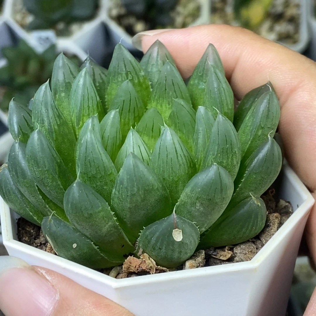 实生玉露一物一拍