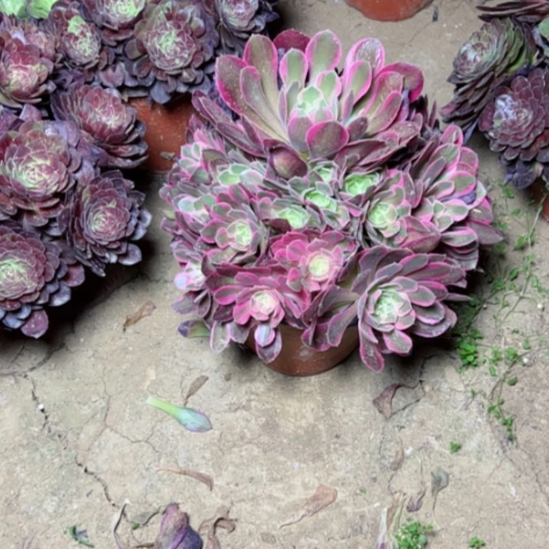 【闪购商品】多肉植物妖月39