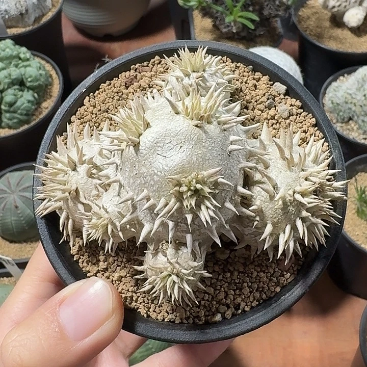 懂***董惠比须笑仙人球1234