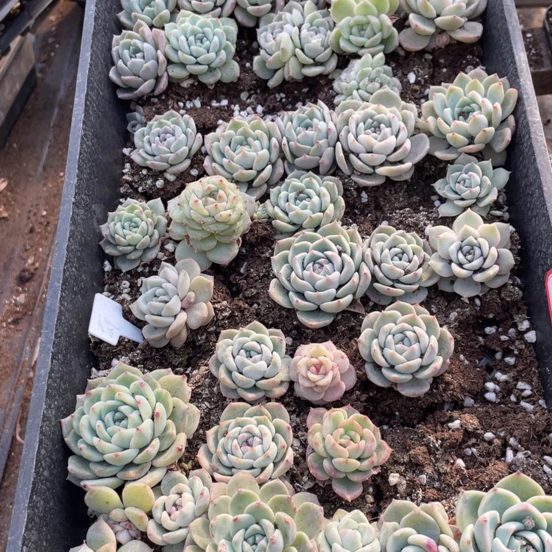 78新梦娘播种苗特价一筐，不包保温不包售后