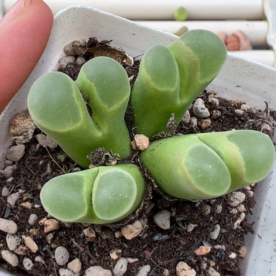 12.26好看的多肉脱土发货824