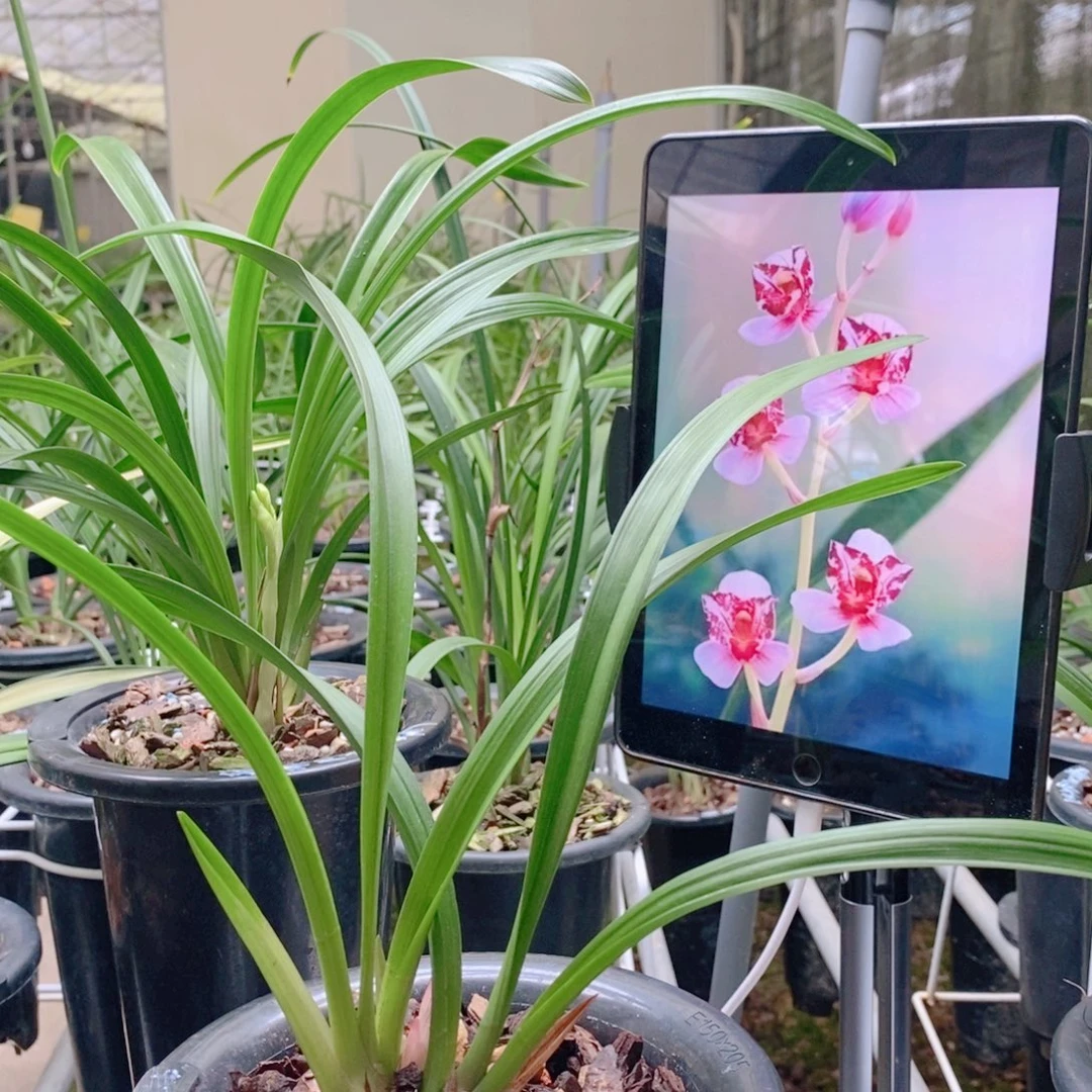 当前无花栽培后可以开花