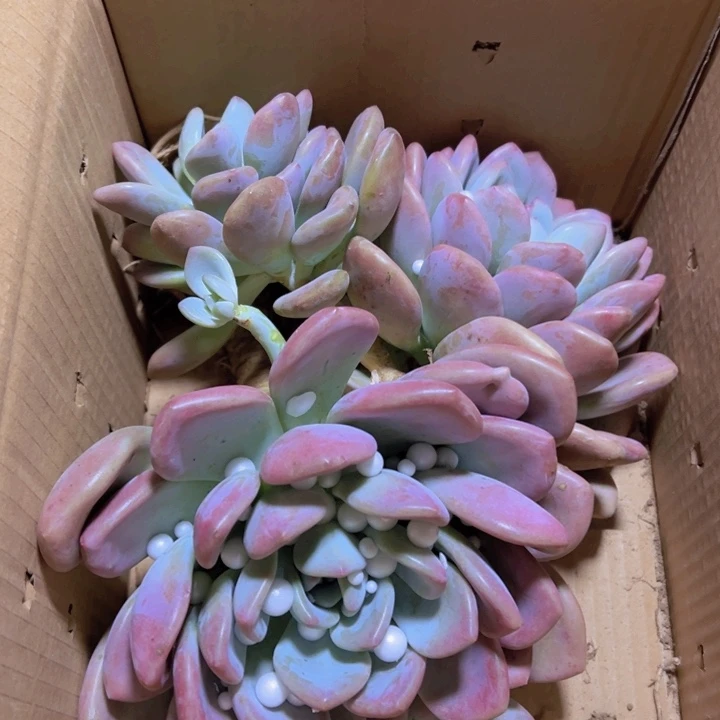 ***地栽奥普琳娜2棵（包邮不包损）