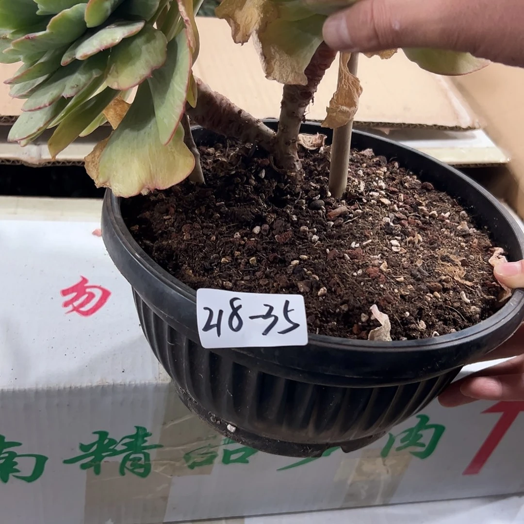 218-35碧桃石化多肉