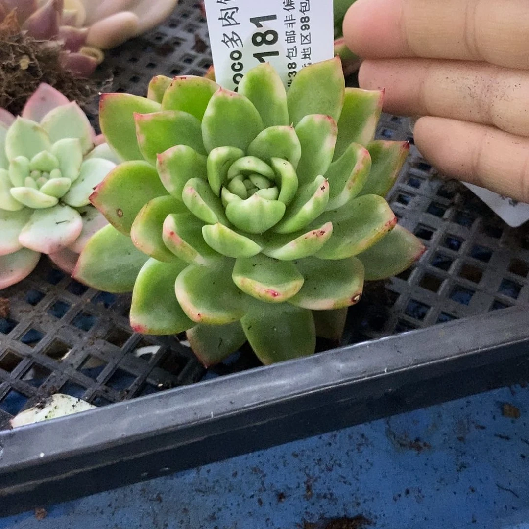 181水晶珍妮锦炸多肉植物