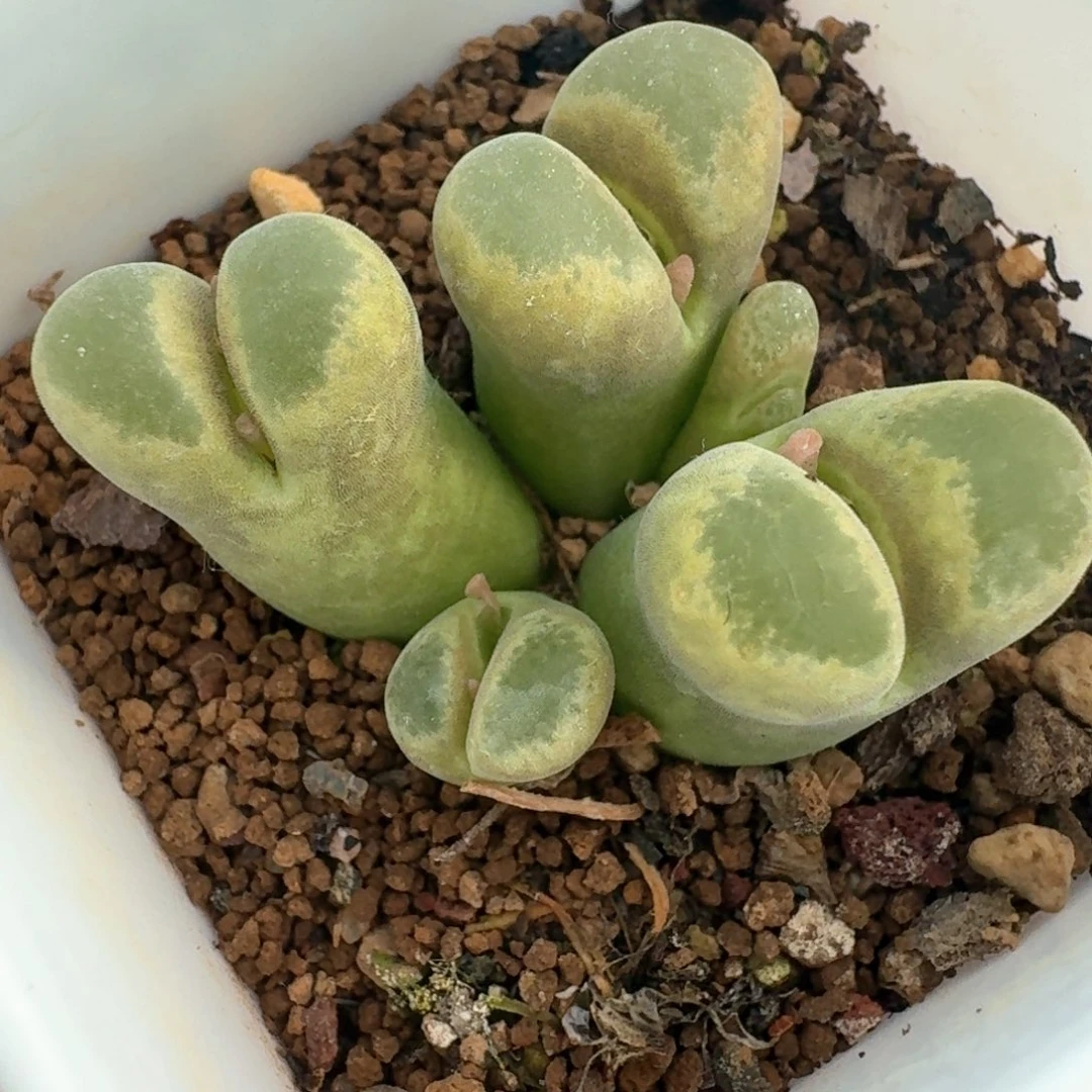 65带盆土发货0000000