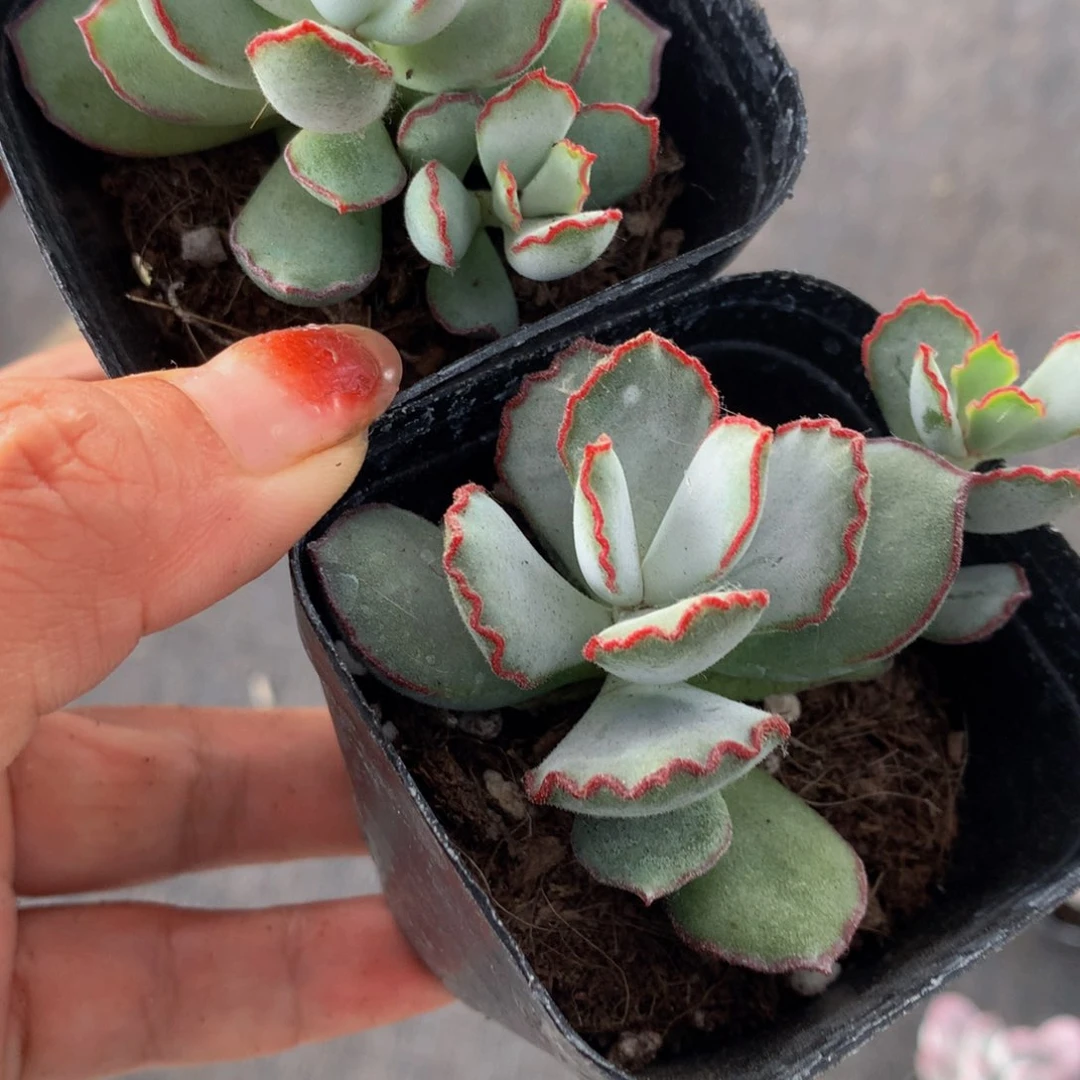 巧克力线。 （满9.99包邮 不满9.99发叶子）