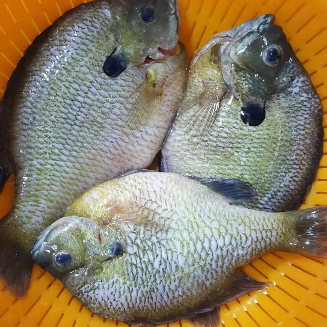 鲜活太阳鱼,500g±50g,2条