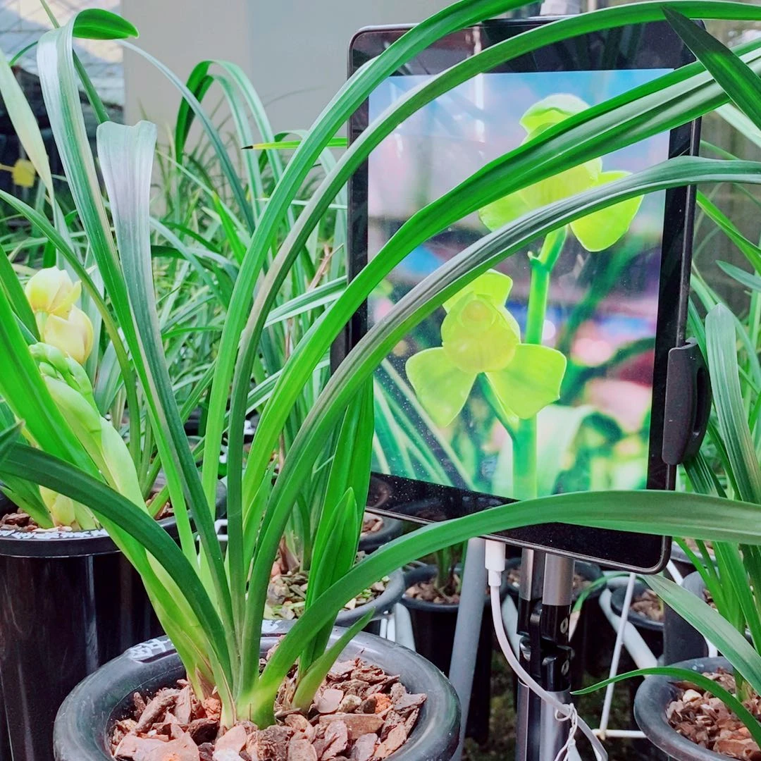 当前无花栽培后可以开花