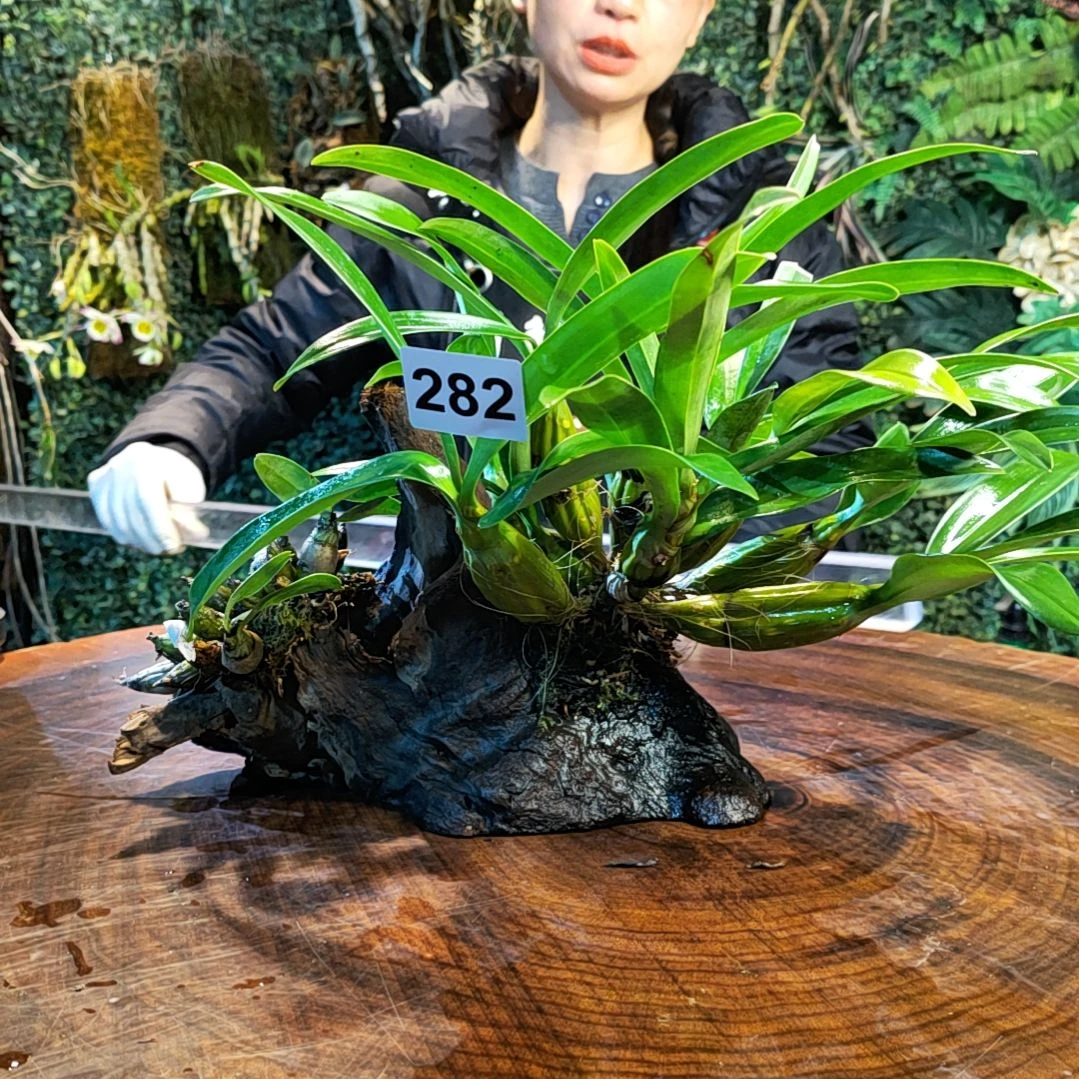 【闪购商品】282鼓槌，小美花卉