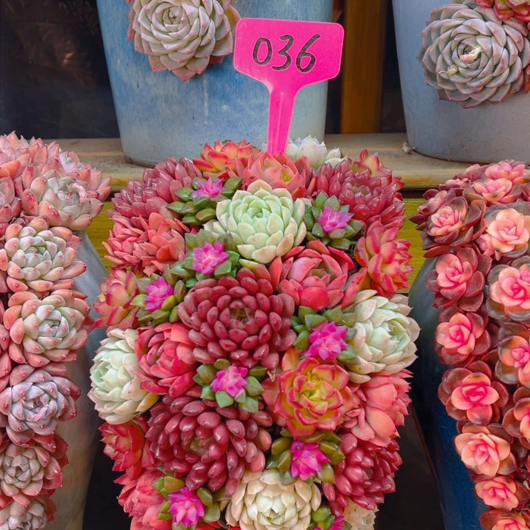 这个是真的很好看036