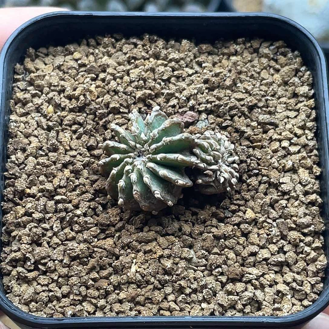 双头薄叶花笼仙人球多肉 自根