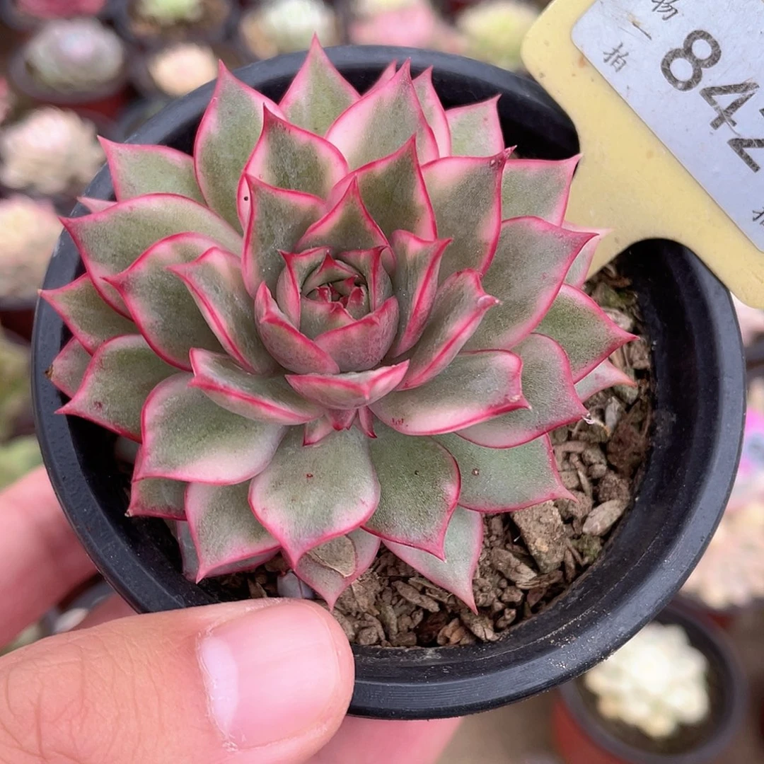七***七842号多肉植物盆栽